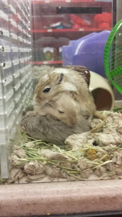 Petco 8