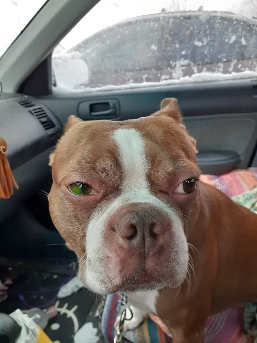 Portage Veterinary Clinic: Cooper Michael S DVM 1