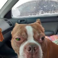 Portage Veterinary Clinic: Cooper Michael S DVM ico