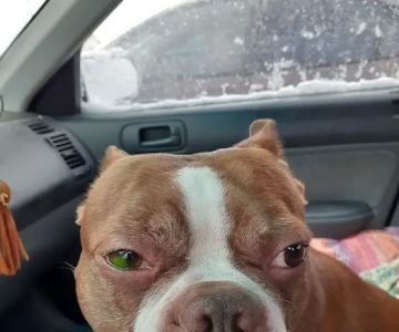 Portage Veterinary Clinic: Cooper Michael S DVM