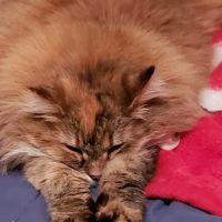 Lodi Veterinary Care ico