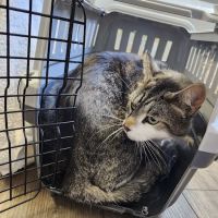 Darby Creek Veterinary Clinic, LLC ico