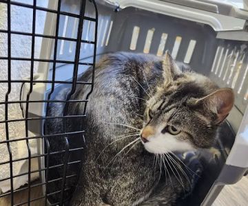 Darby Creek Veterinary Clinic, LLC