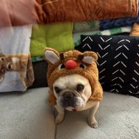 Plain City Animal Hospital ico