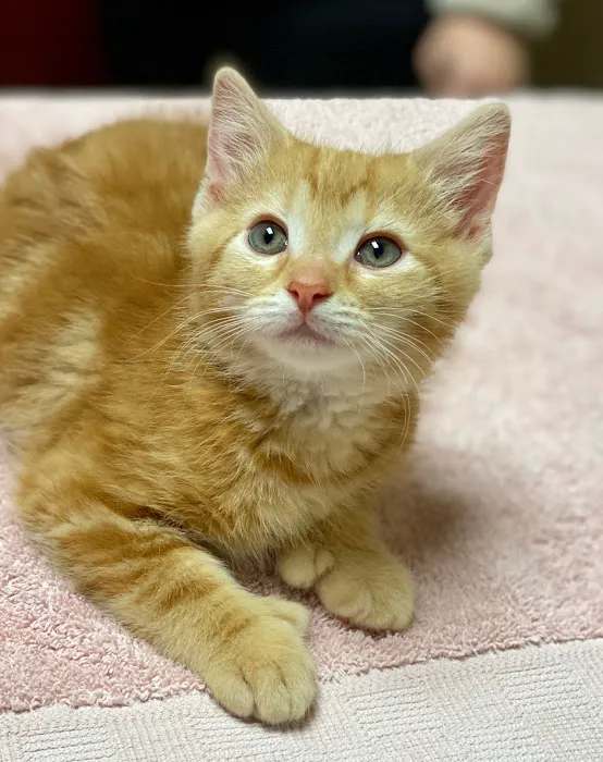 Liberty Pet Hospital 1