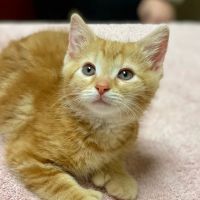 Liberty Pet Hospital ico