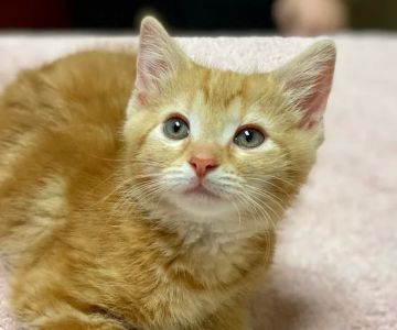 Liberty Pet Hospital