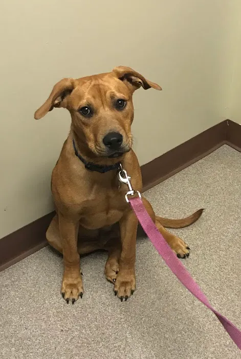 Liberty Pet Hospital 3