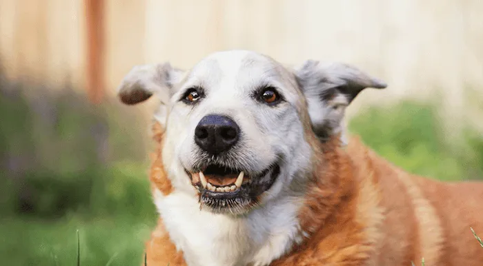 Liberty Pet Hospital 10