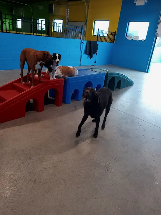 Olentangy Premier Pet Care 8