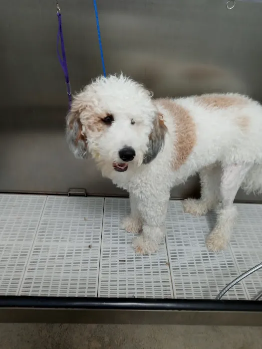 Olentangy Premier Pet Care 10