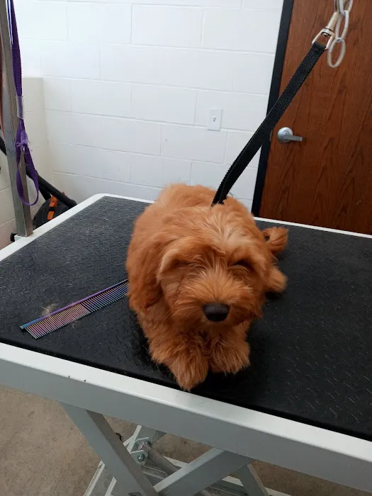 Olentangy Premier Pet Care 2