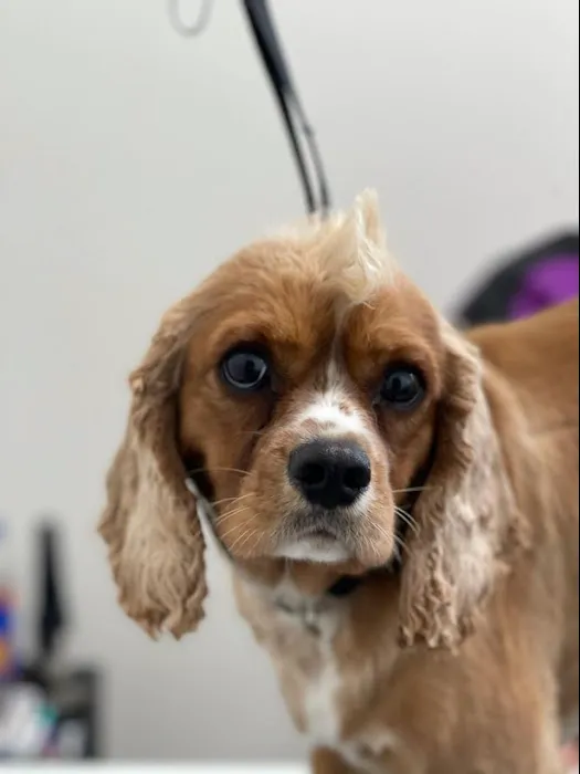 Olentangy Premier Pet Care 1