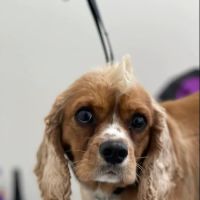 Olentangy Premier Pet Care ico