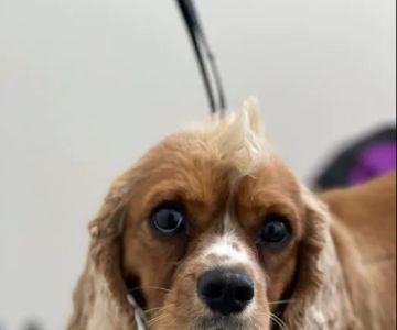 Olentangy Premier Pet Care