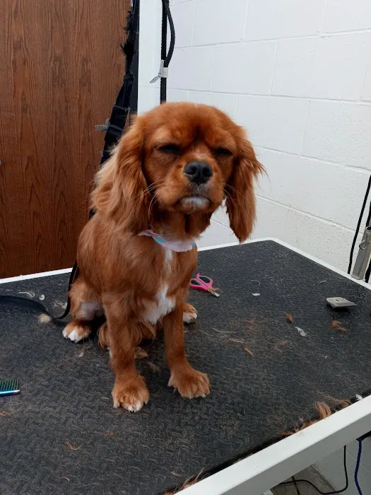 Olentangy Premier Pet Care 4