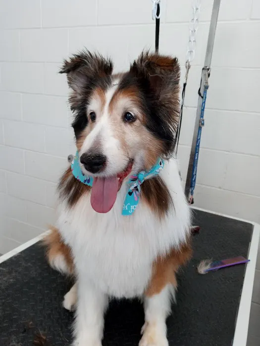 Olentangy Premier Pet Care 7