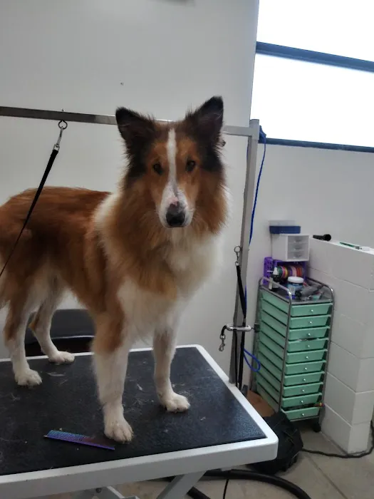 Olentangy Premier Pet Care 3