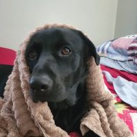 The Animal Health Organization - TAHO ico