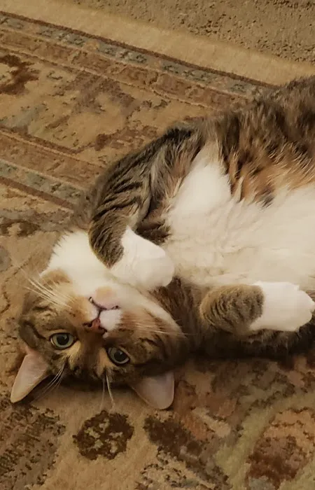 Cats Only Veterinary Clinic of Lewis Center 5