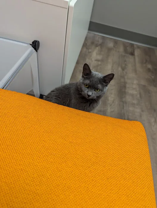 Cats Only Veterinary Clinic of Lewis Center 9