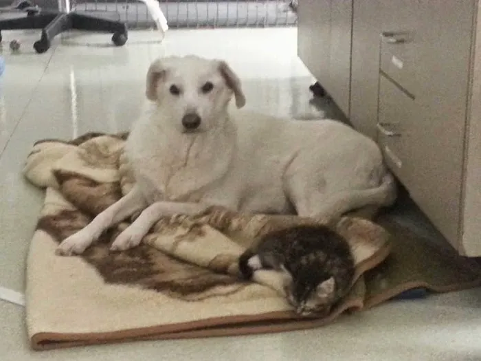 Big Walnut Animal Care Center 5