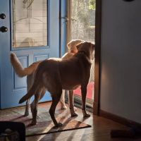 Big Walnut Animal Care Center ico