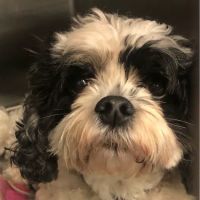 MedVet Diley Hill ico