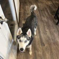 Creature Comforts Veterinary Center ico