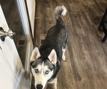 Creature Comforts Veterinary Center