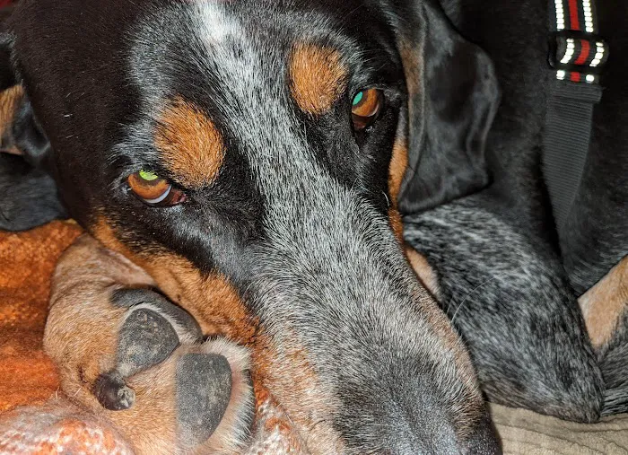 Creature Comforts Veterinary Center 3