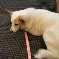 Animal Hospital of Pataskala ico