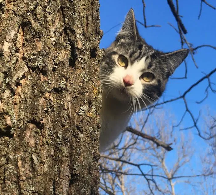 Cat Care Clinic 1