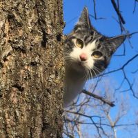 Cat Care Clinic ico
