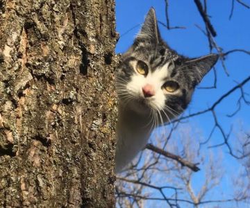 Cat Care Clinic