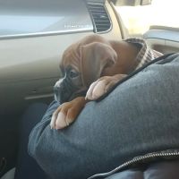 Scandia Veterinary Clinic Pa ico