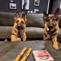 Hudson Pet Hospital ico