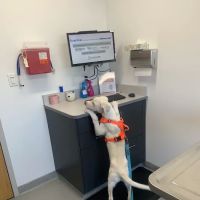 South Shore Veterinary Hospital ico