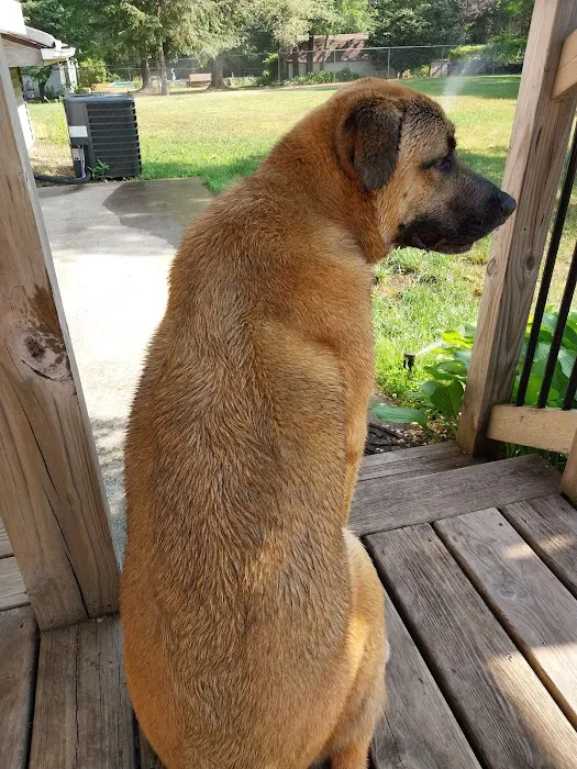 Andover Animal Hospital 5