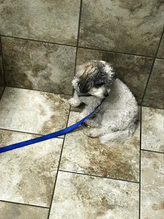 Andover Animal Hospital 1