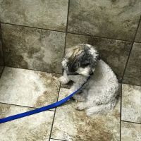 Andover Animal Hospital ico