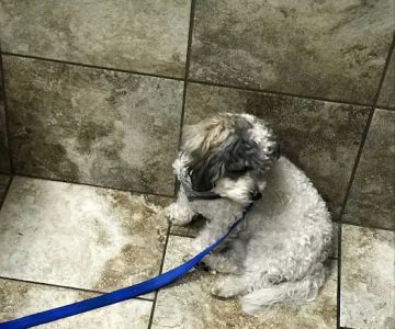 Andover Animal Hospital