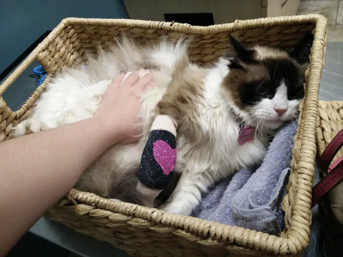 Andover Animal Hospital 2
