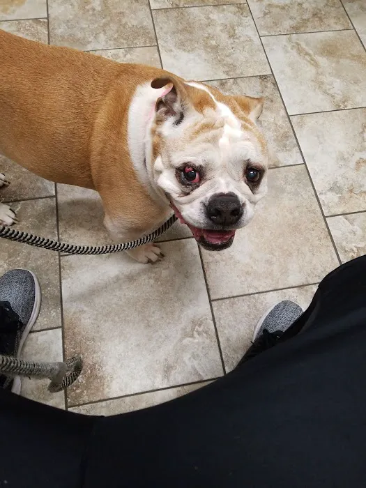 Andover Animal Hospital 8
