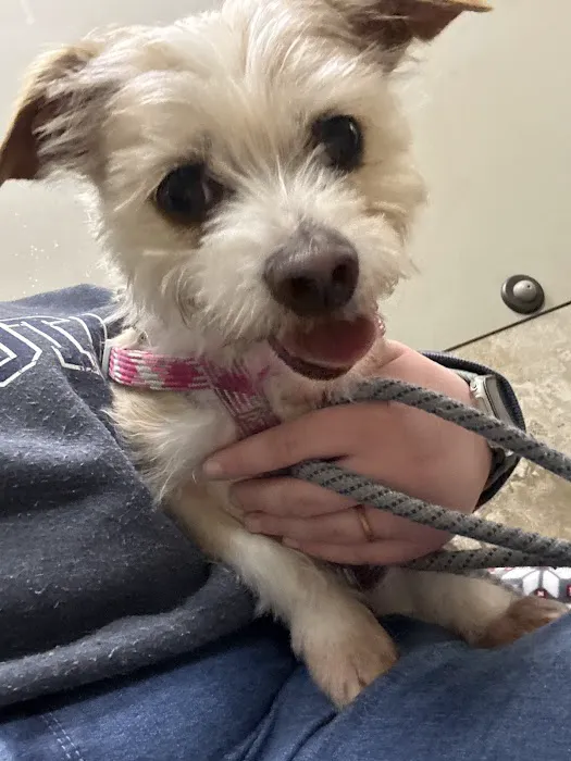Andover Animal Hospital 7