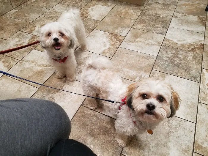 Andover Animal Hospital 9