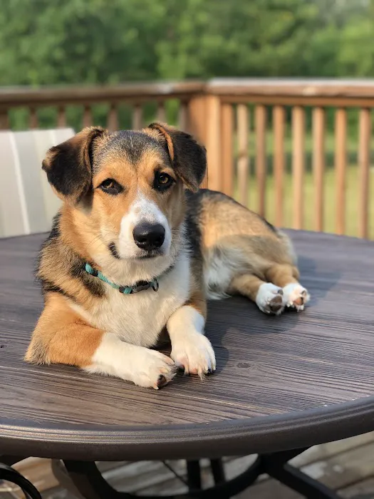 Andover Animal Hospital 6