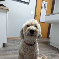 Burnsville Parkway Animal Hospital ico