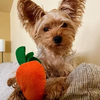 Barker Lane Dog Harness ico