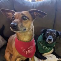 Gentle Doctor Veterinary Clinic ico
